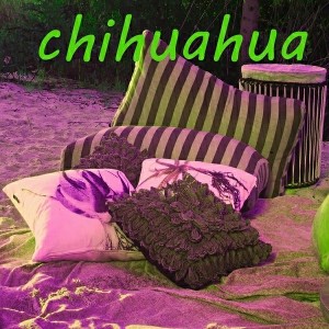 Holiday Band - Chihuahua [Holiday]