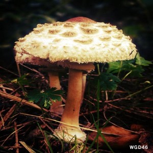 Luka - Mushroom Much- LP
